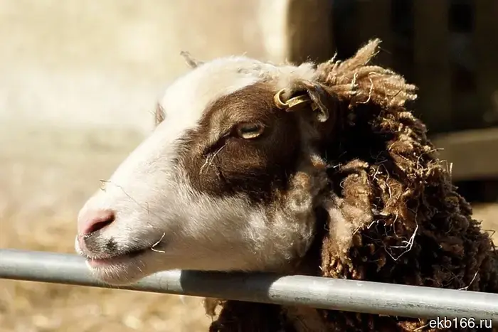 В Свердловской области существенно уменьшилось количество коров, коз и овец.