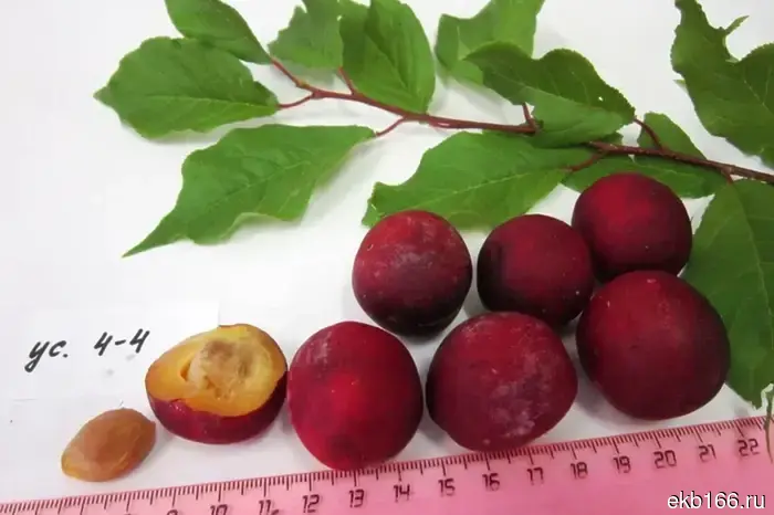 "Optimal for our climate." Ural scientists have created a plum variety "Shelest."