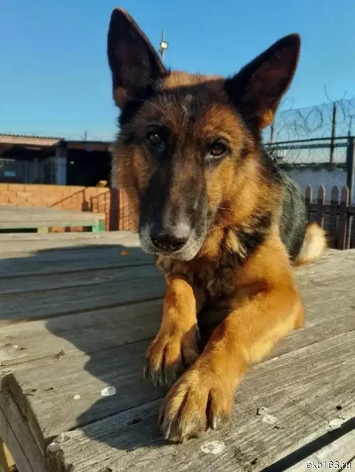 In Yekaterinburg, IK-10 is handing over five retired service dogs to responsible owners. PHOTO