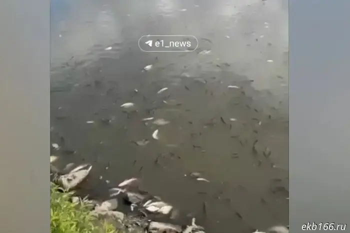 Iset near Mayakovsky Park has been filled with dead fish.