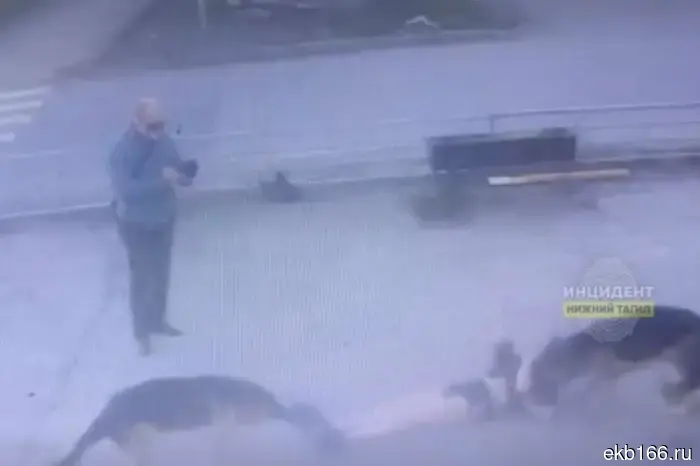 Тагильчанин, который спускал своих овчарок на людей, арестован на два месяца (ФОТО)