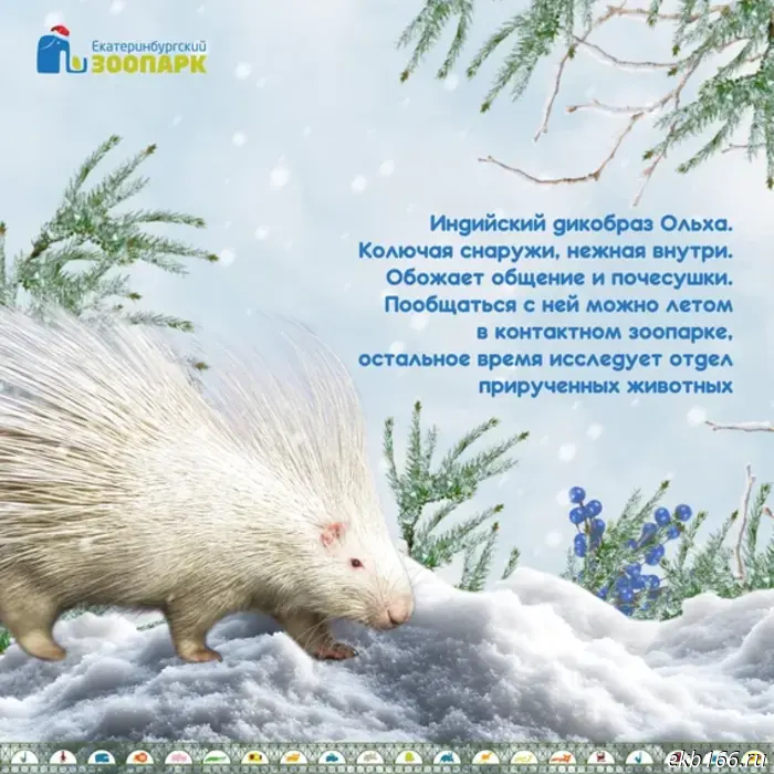 Yekaterinburg Zoo asks for help choosing a Snow Maiden (PHOTO)