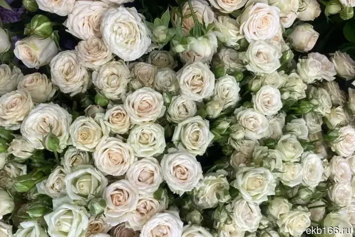 В Екатеринбург привезли и уничтожили цветы, поступившие из Литвы.