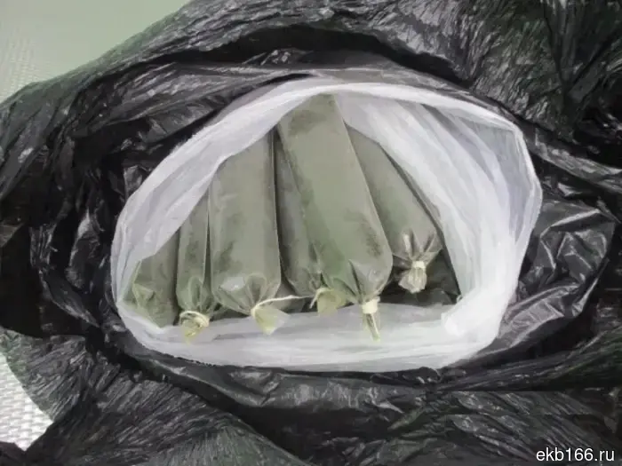 Таможенные органы Кольцово сообщили о количестве задержанного насвая с начала текущего года.