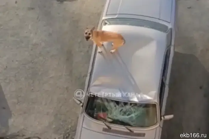 In Sredneuralsk, a drunken man threw a dog from the 5th-floor balcony.