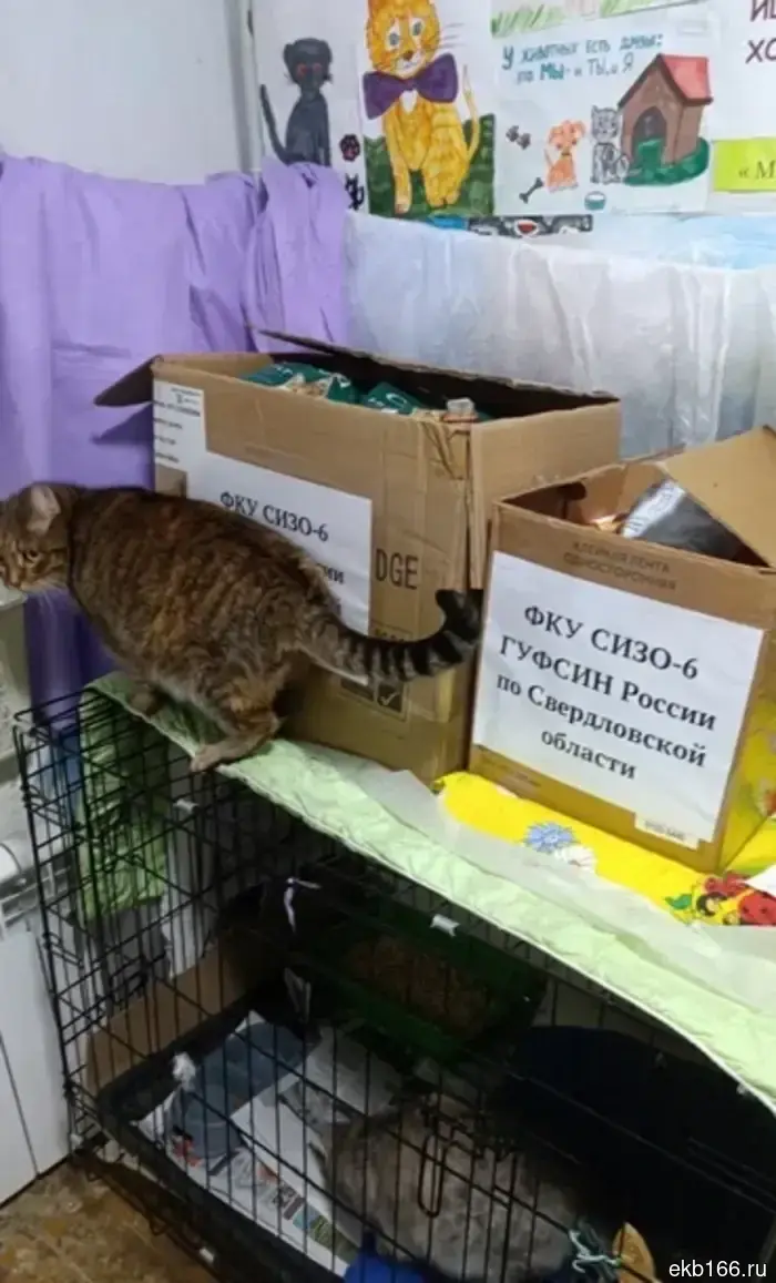 Employees of the Kirovgrad Detention Center No. 6 collected humanitarian aid for a cat shelter.