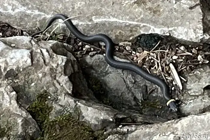 In Sverdlovsk Oblast, a venomous snake attacked a person.