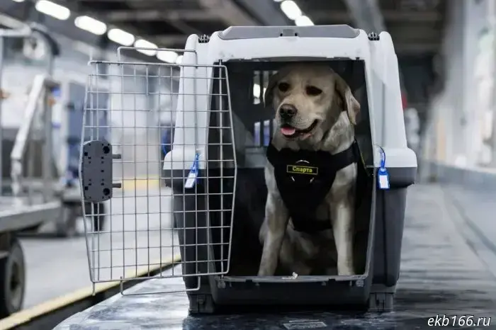 A dog raised in Yekaterinburg set off to work at the edge of the world.