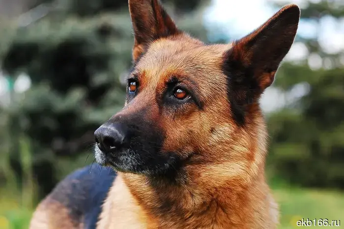 A video has emerged of a pensioner shooting a dog from a car in the gardens near Verkhnyaya Pyshma.