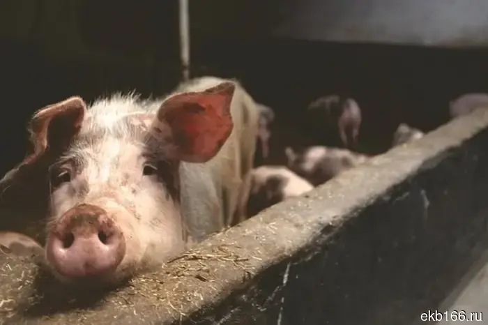 The Revda farmer, who was found with pig heads, may be charged with theft.