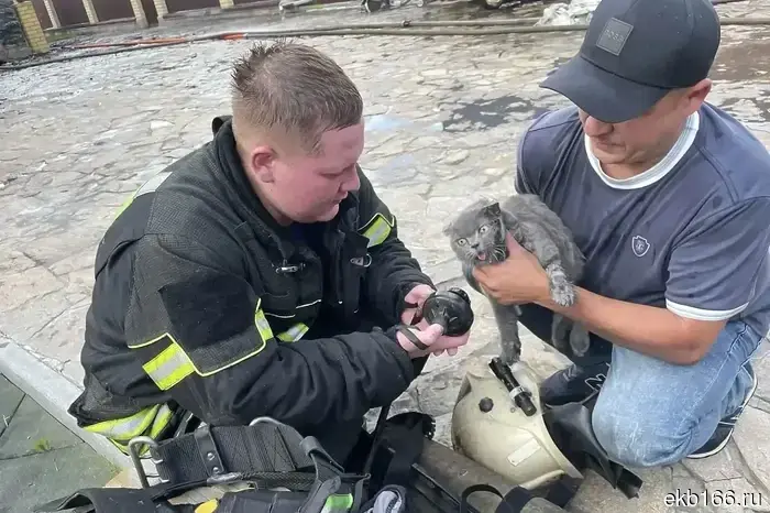 Firefighters brought a cat back from the dead after it suffocated in a burning house in the gardens near Sysert (PHOTO)