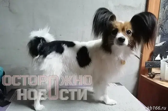 A female passenger on the Novorossiysk–Yekaterinburg train complained about the conductor over the loss of her dog.