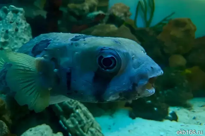 Ural customs officers released more than a kilogram of aquarium fish.