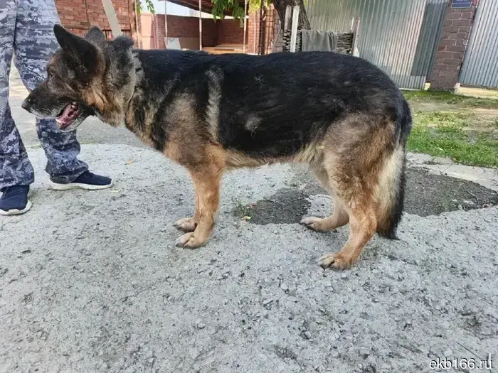 In Yekaterinburg, IK-10 is handing over five retired service dogs to responsible owners. PHOTO