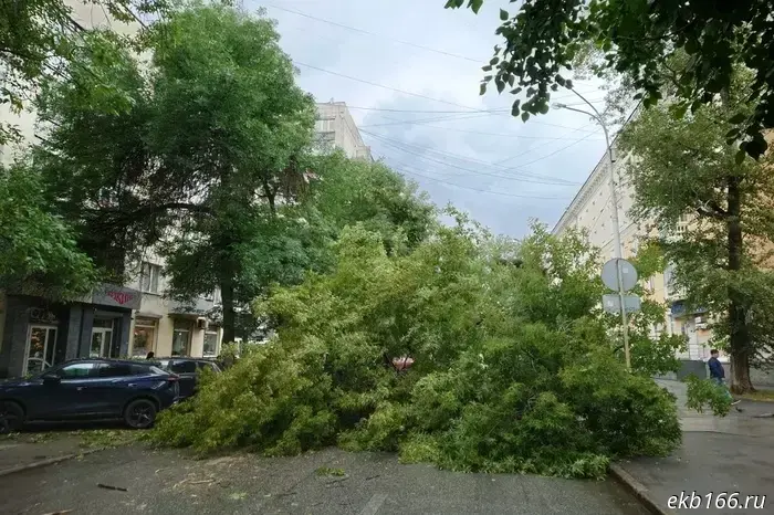 A fallen tree blocked the passage on Mamina-Sibiryaka Street.