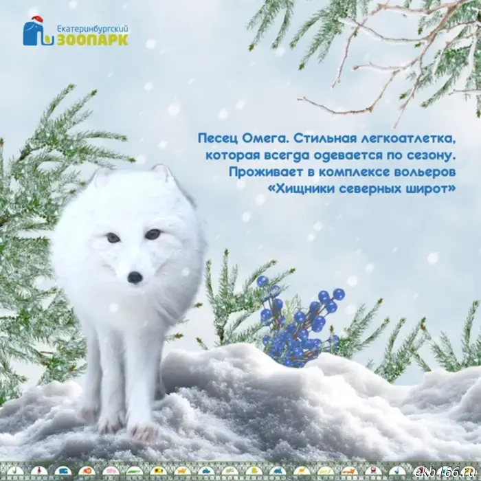 Yekaterinburg Zoo asks for help choosing a Snow Maiden (PHOTO)