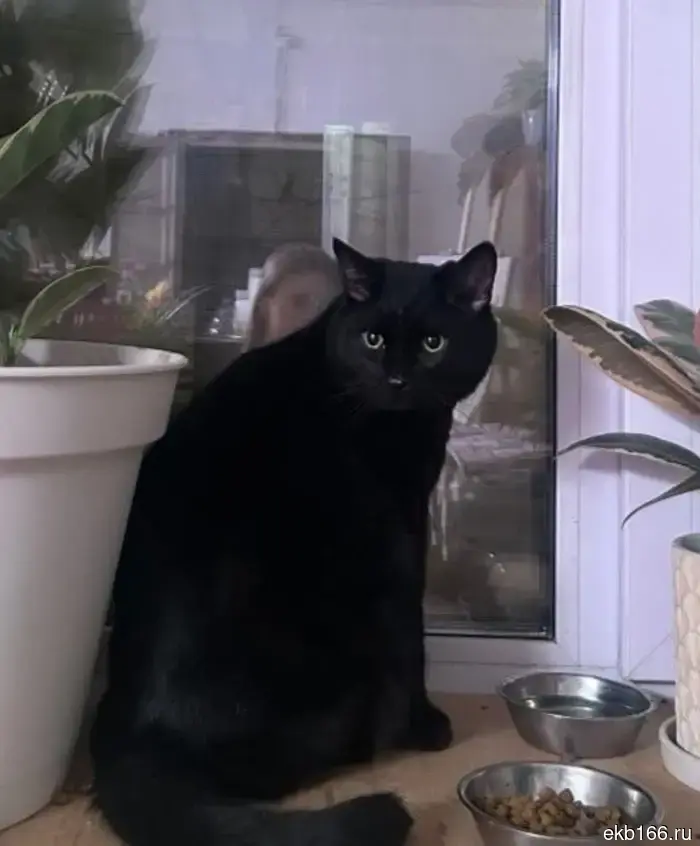 All of Nikolai Kolyada's cats have found a new home.