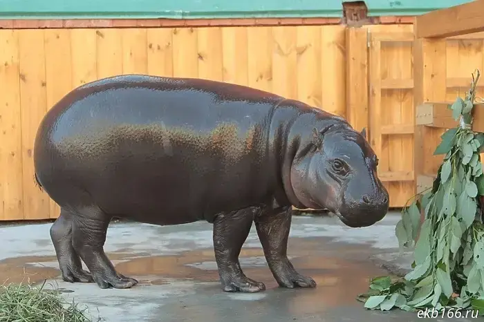 The female hippo from Yekaterinburg will compete for a mate.