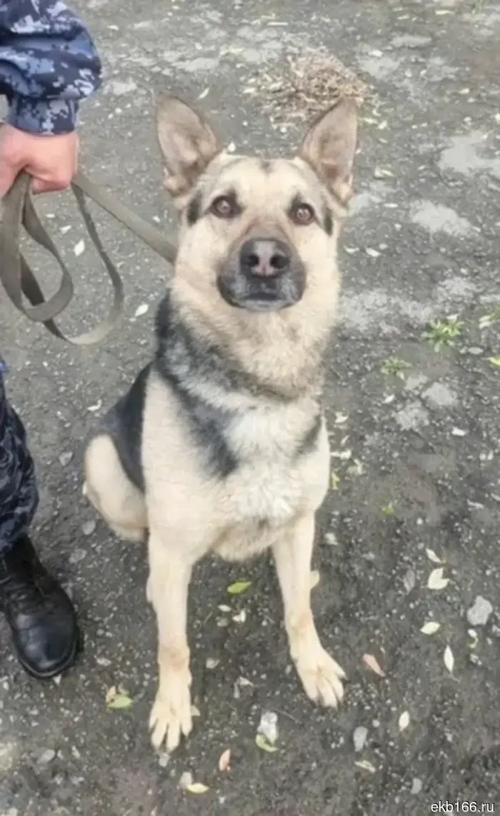 In Yekaterinburg, IK-10 is handing over five retired service dogs to responsible owners. PHOTO