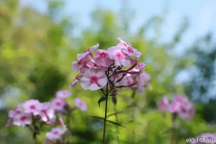В Екатеринбурге проведут масштабное уничтожение цветов, импортированных из Армении.